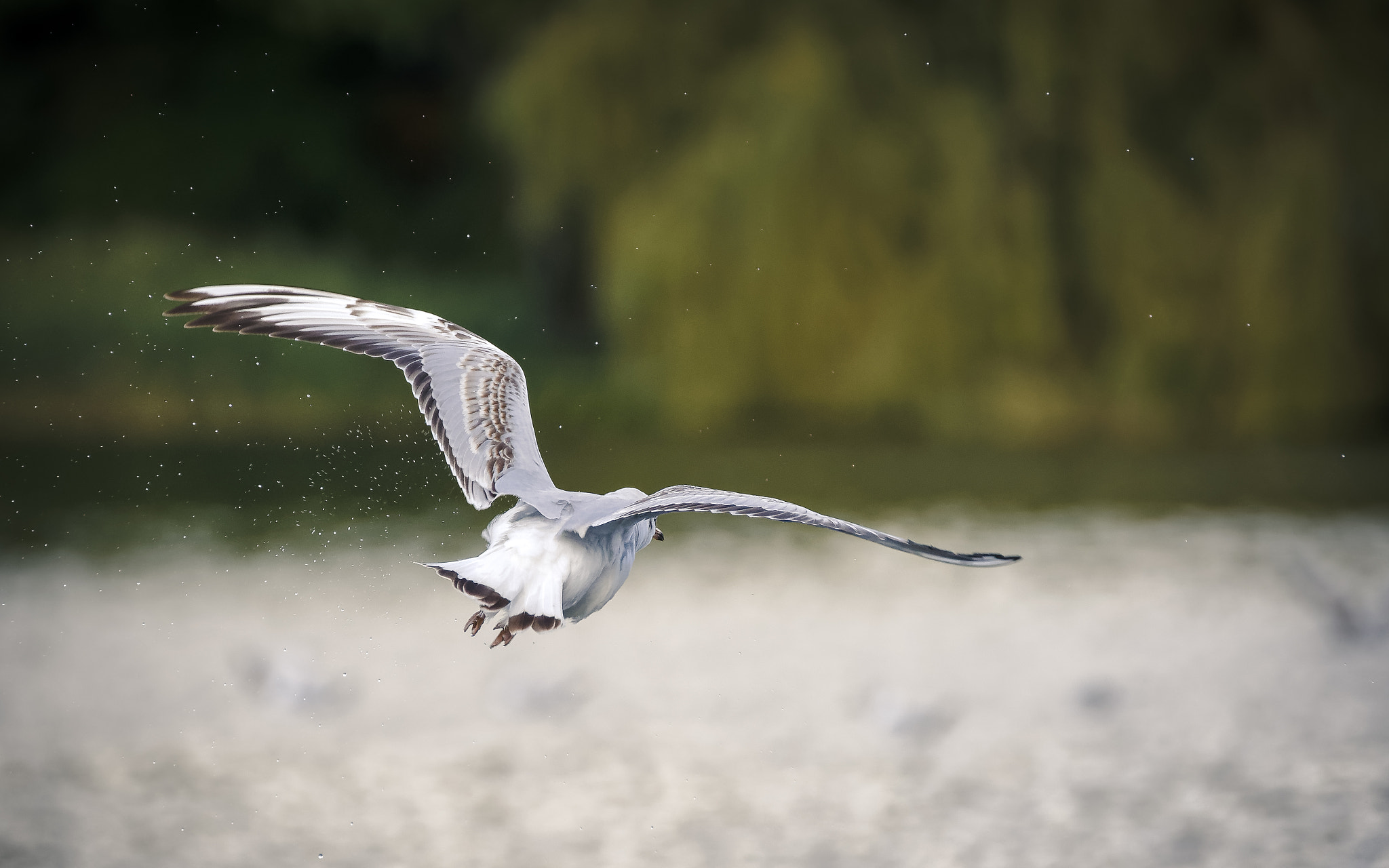Nikon D500 sample photo. Fly away photography