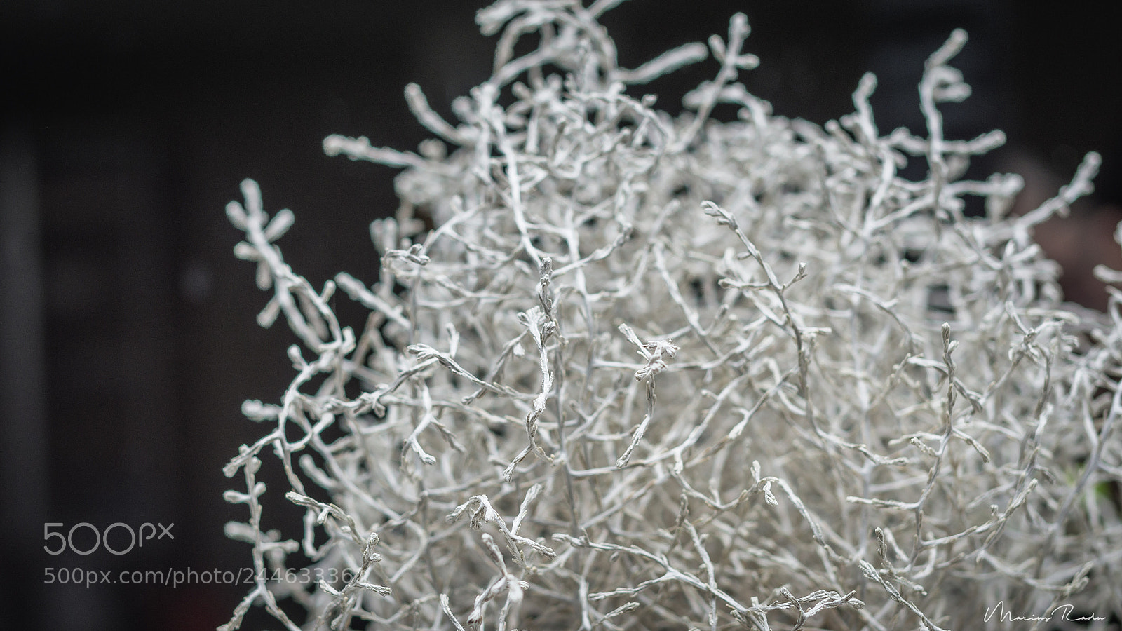 Pentax K-5 sample photo. Winter plant photography