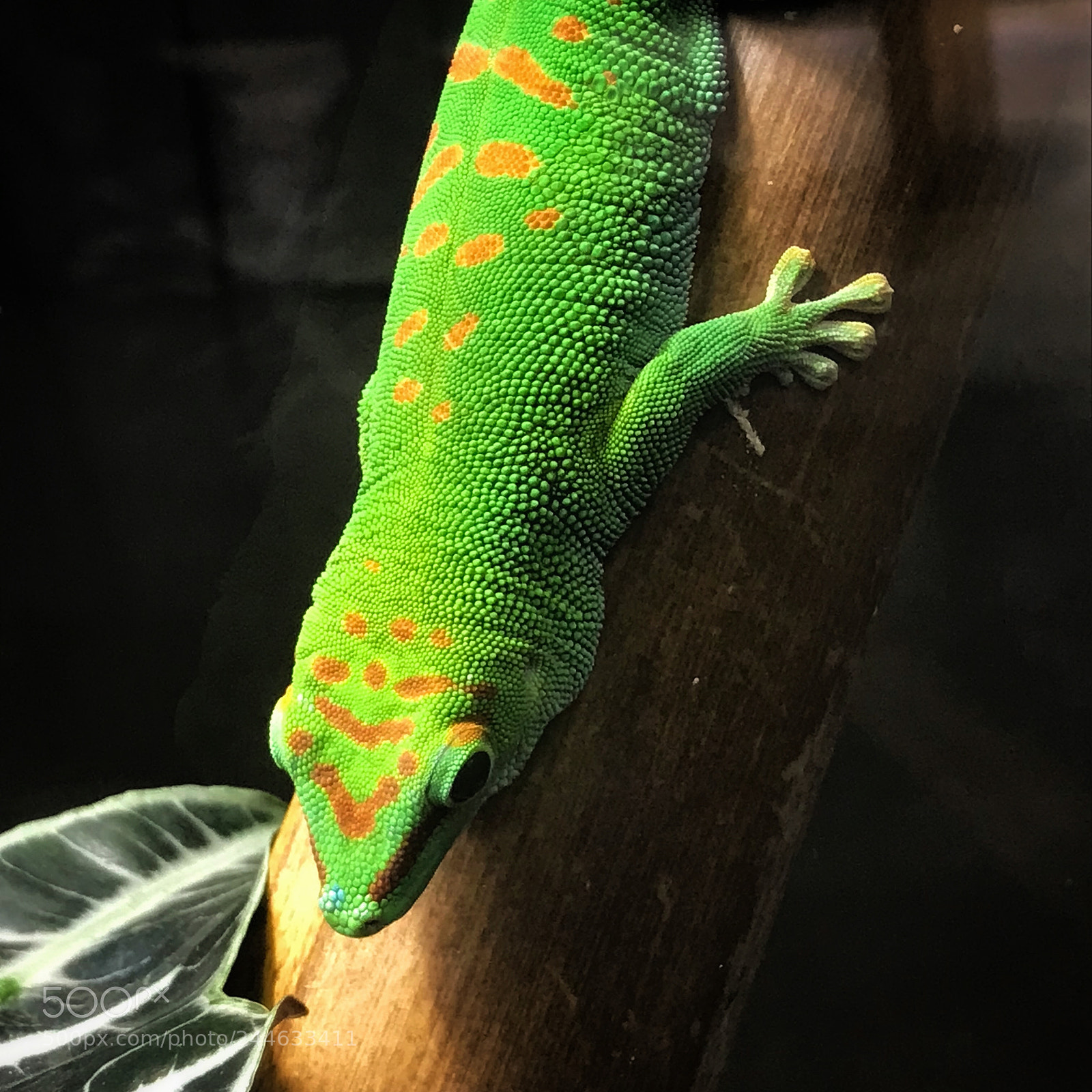 Apple iPhone 7 sample photo. Madagascar day gecko photography