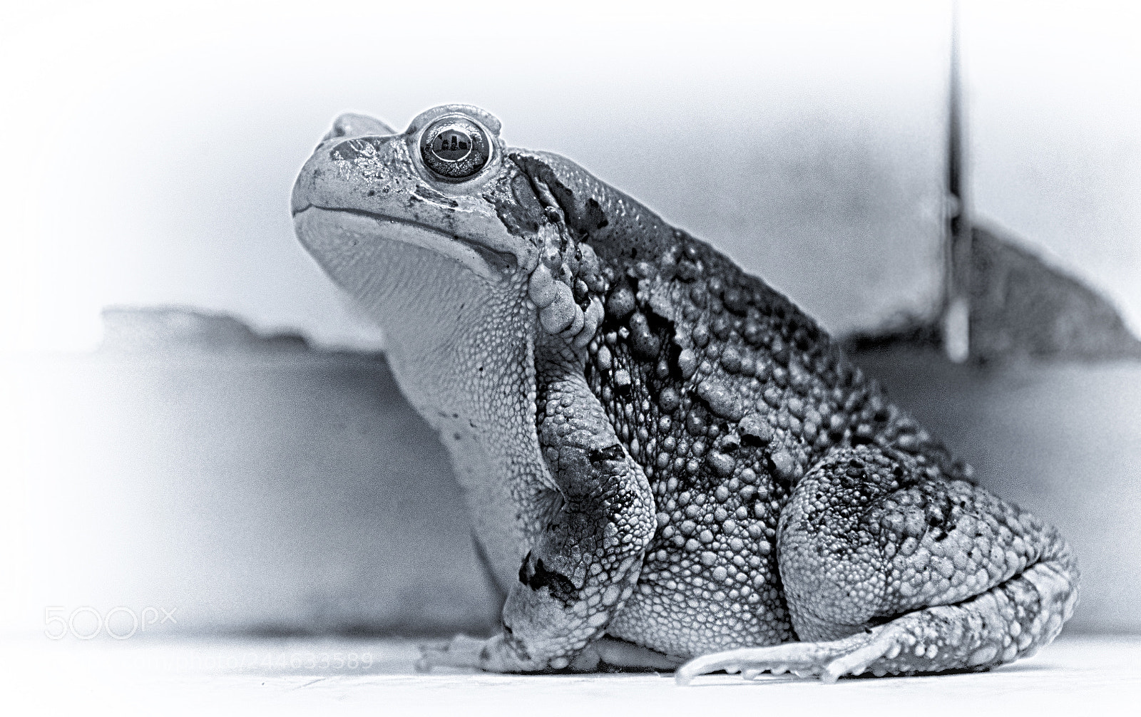 Nikon D610 sample photo. Lumpy photography