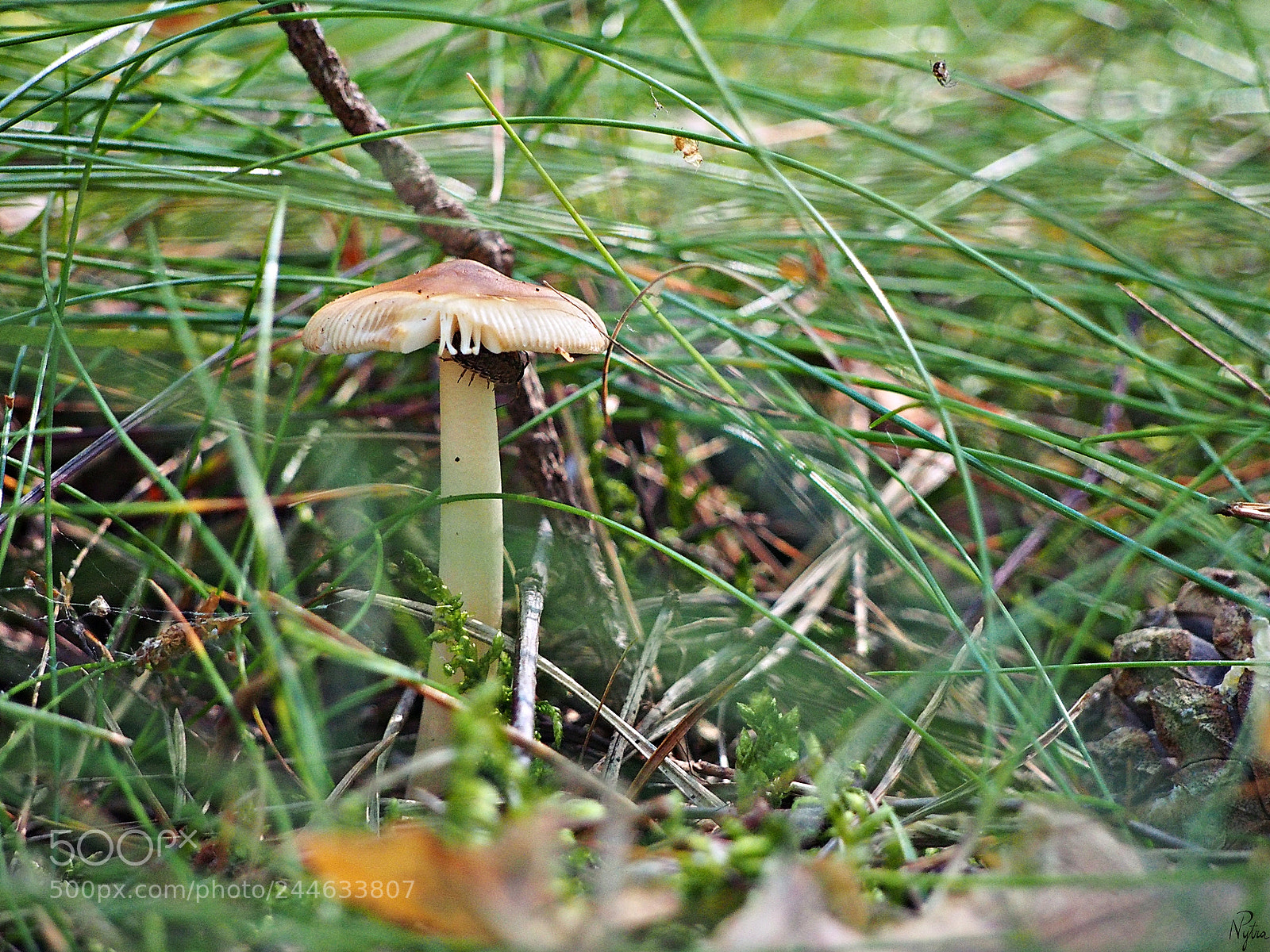 Olympus PEN E-PL5 sample photo. Under surveillance photography