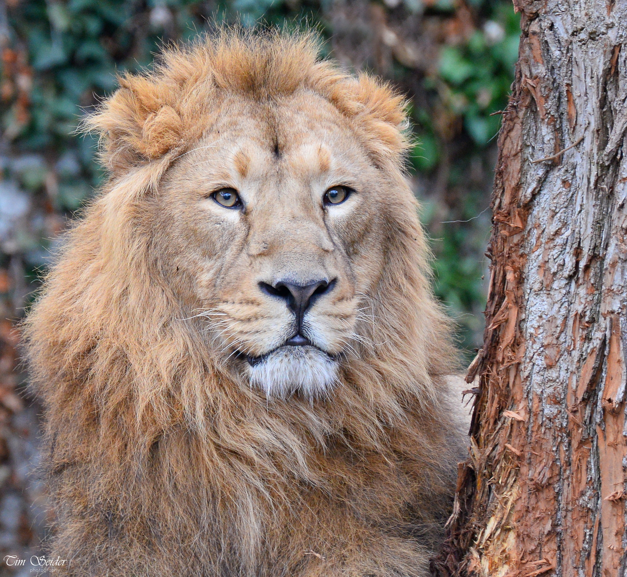 Nikon D610 sample photo. The king photography