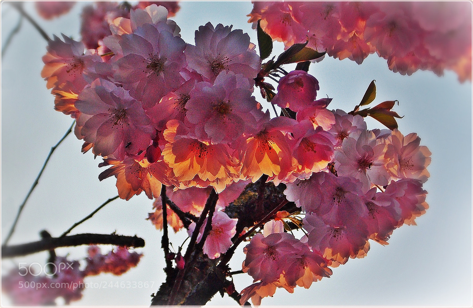 Nikon Coolpix L810 sample photo. Cherry blossom branch in photography