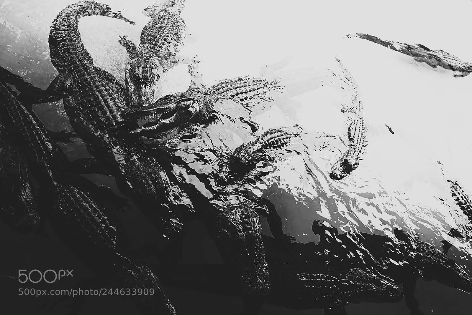 Sony a7 II sample photo. Alligator covenant photography