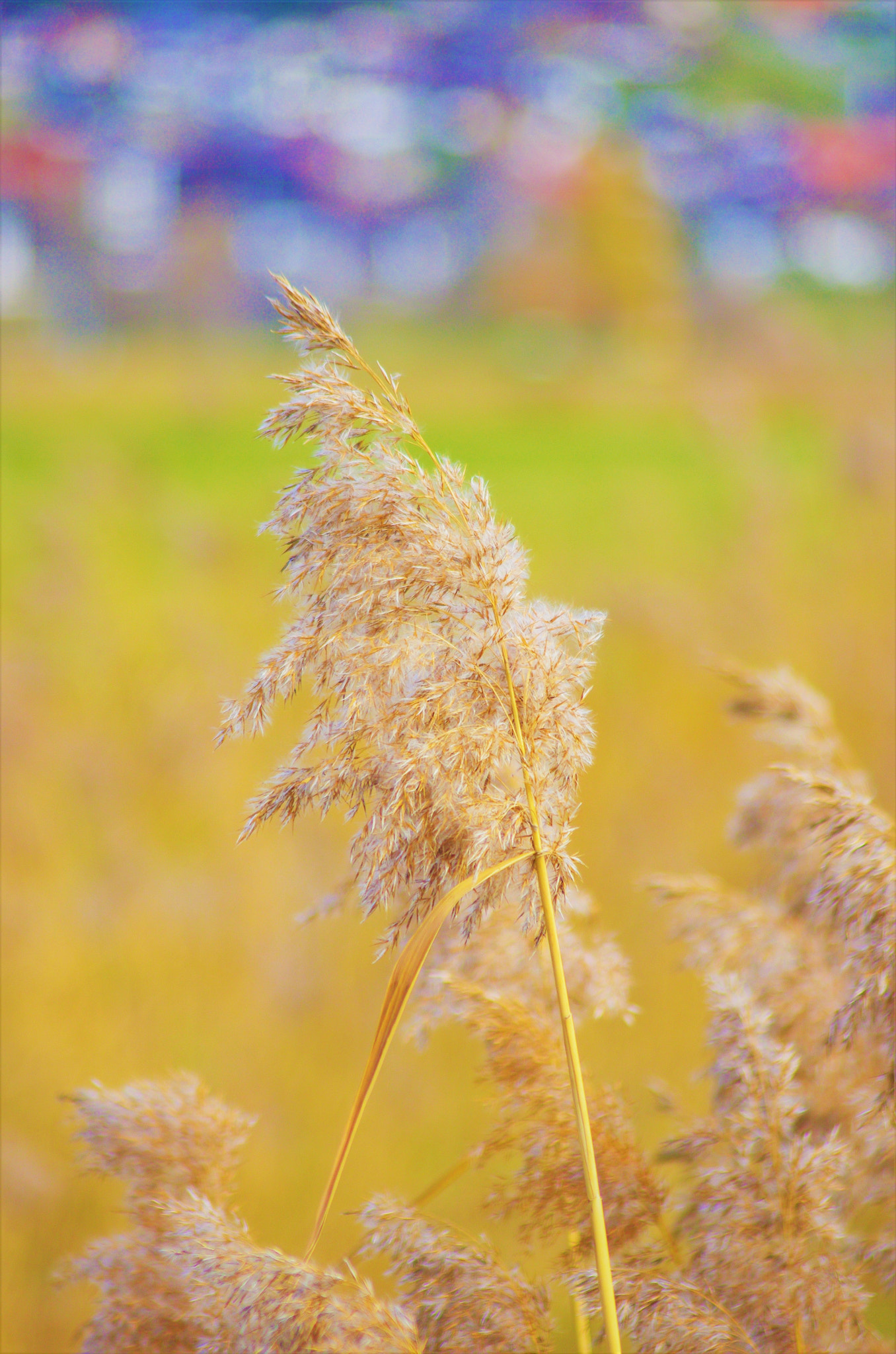 Pentax K-5 sample photo. Reed photography