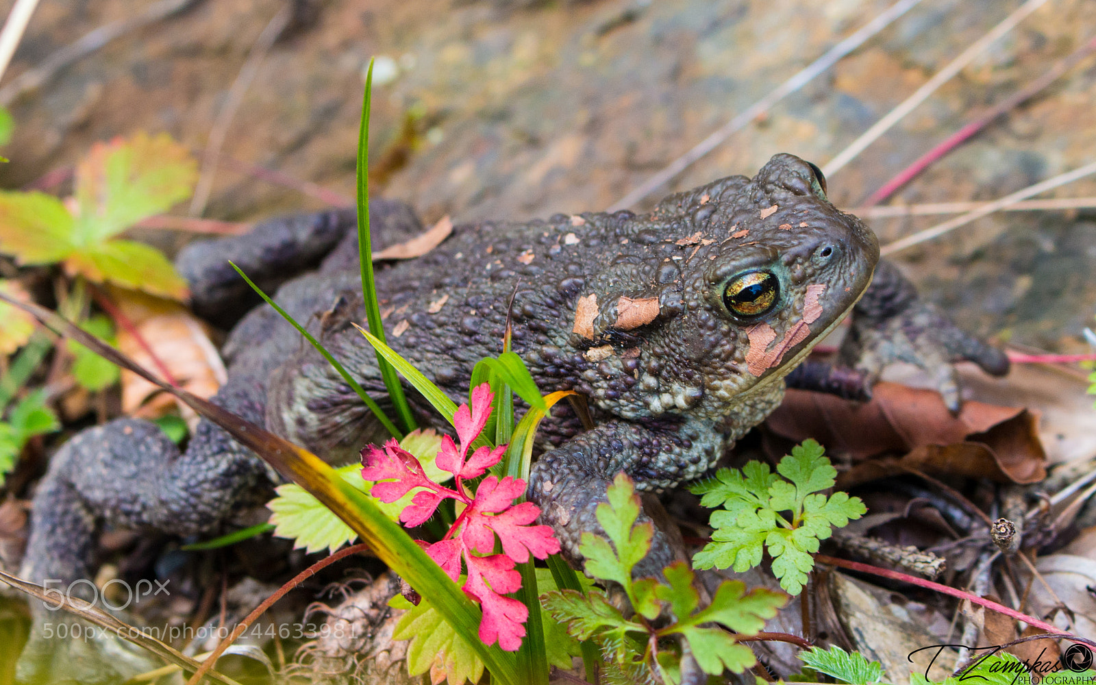 Canon EOS 70D sample photo. Toad photography