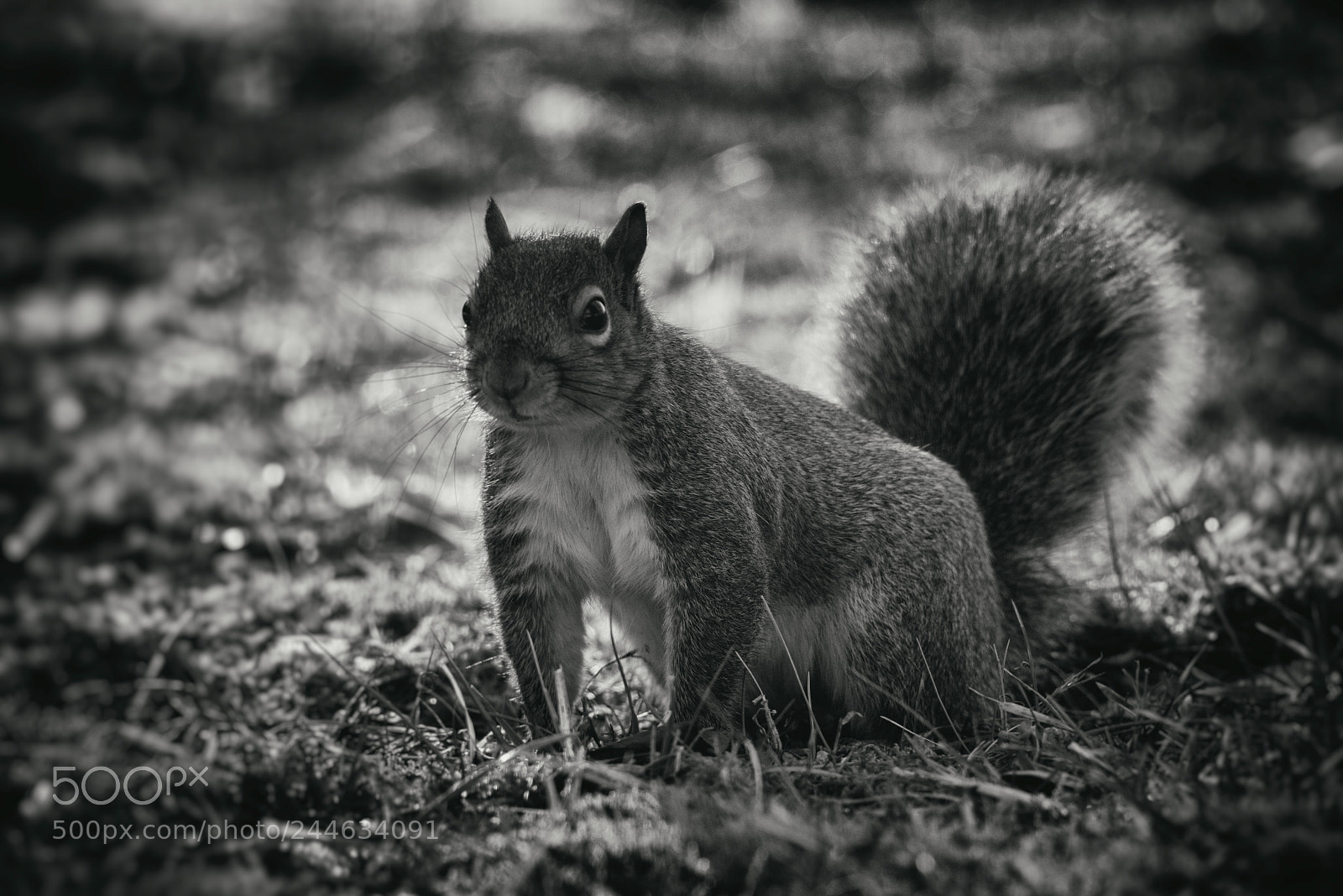 Nikon D810 sample photo. Wild winter 2 photography