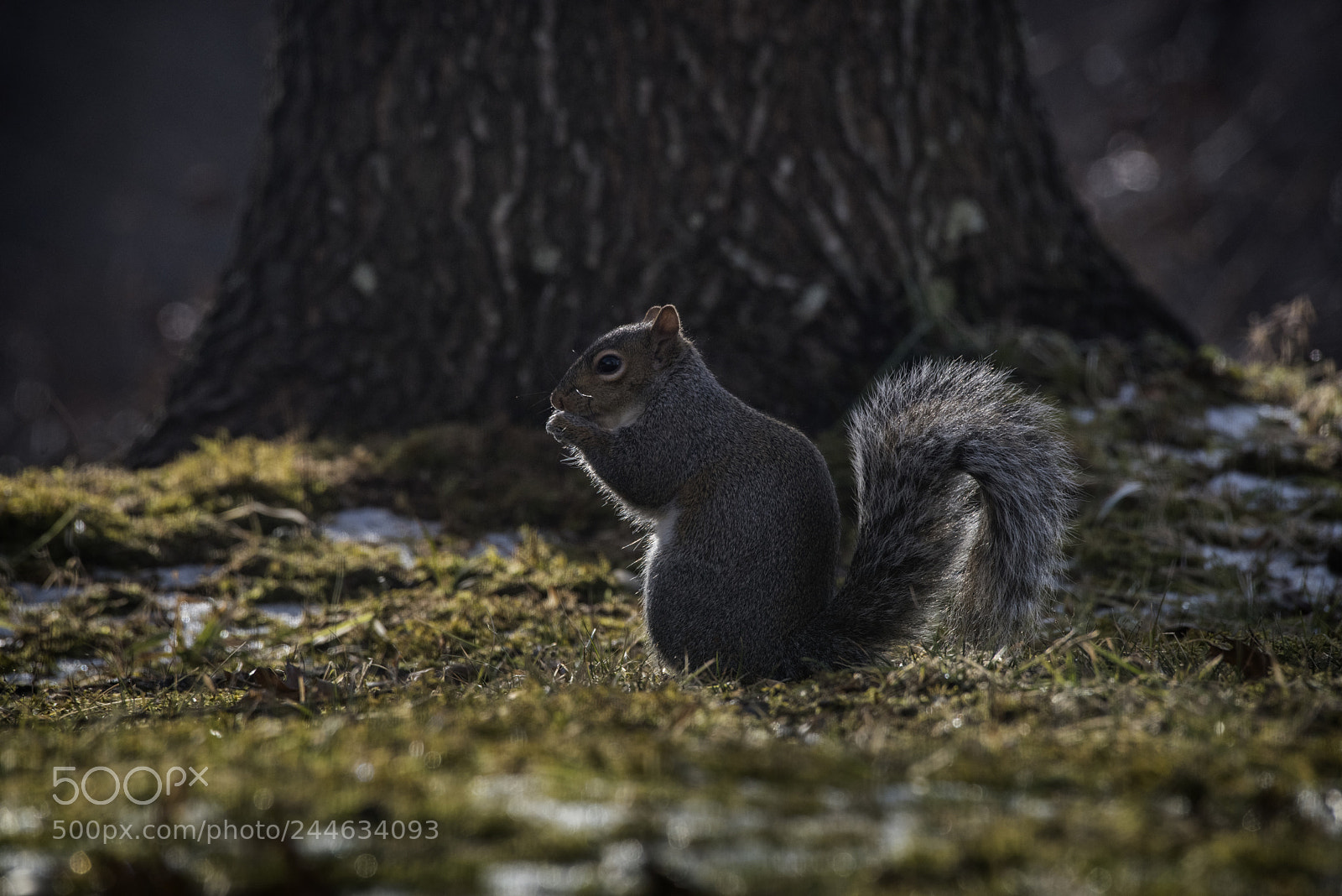 Nikon D810 sample photo. Wild winter 1 photography