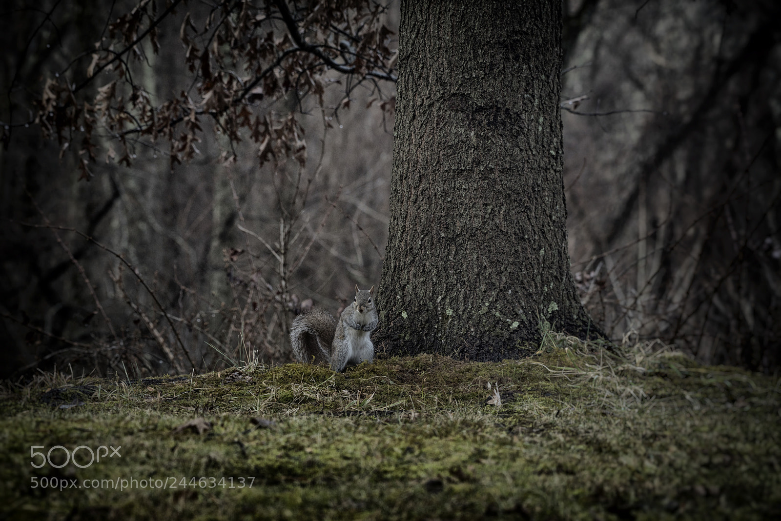 Nikon D810 sample photo. Wild winter 4 photography