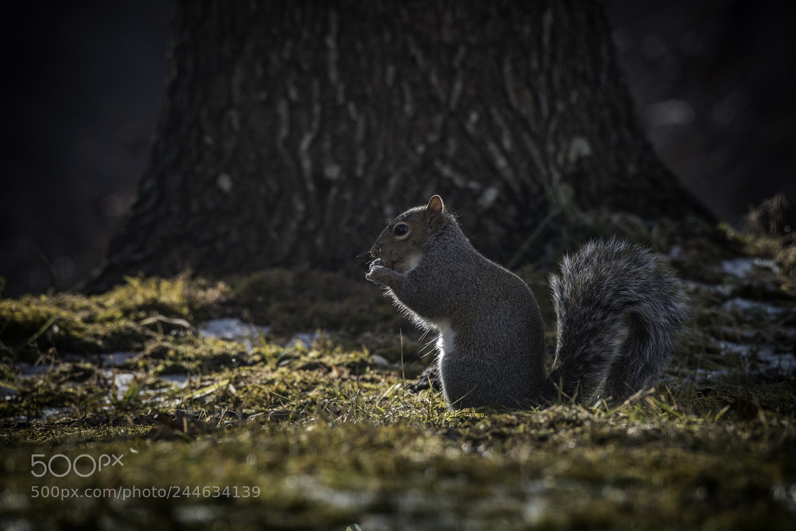 Nikon D810 sample photo. Wild winter 3 photography