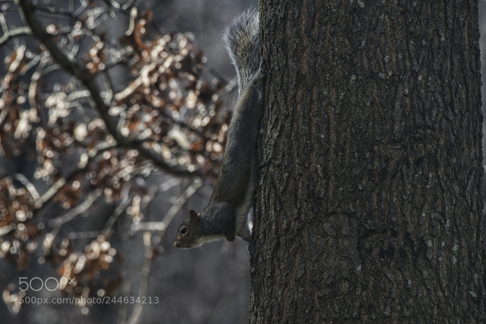 Nikon D810 sample photo. Wild winter 5 photography