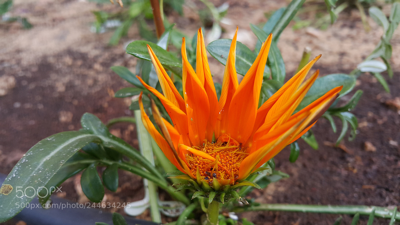 Samsung Galaxy Note4 sample photo. Untitled photography