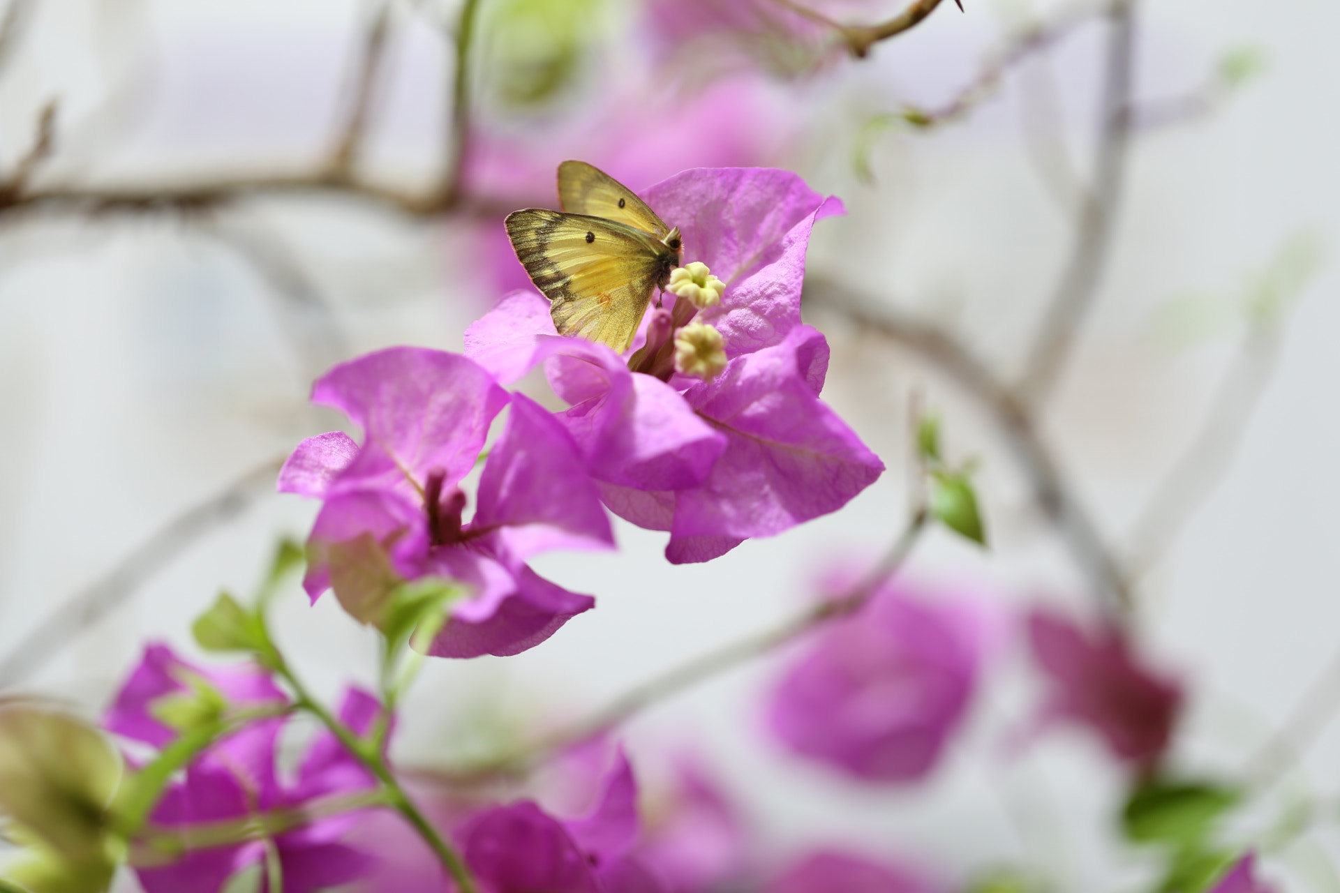 Canon EF 100mm F2.8L Macro IS USM sample photo. Butterfly heaven photography
