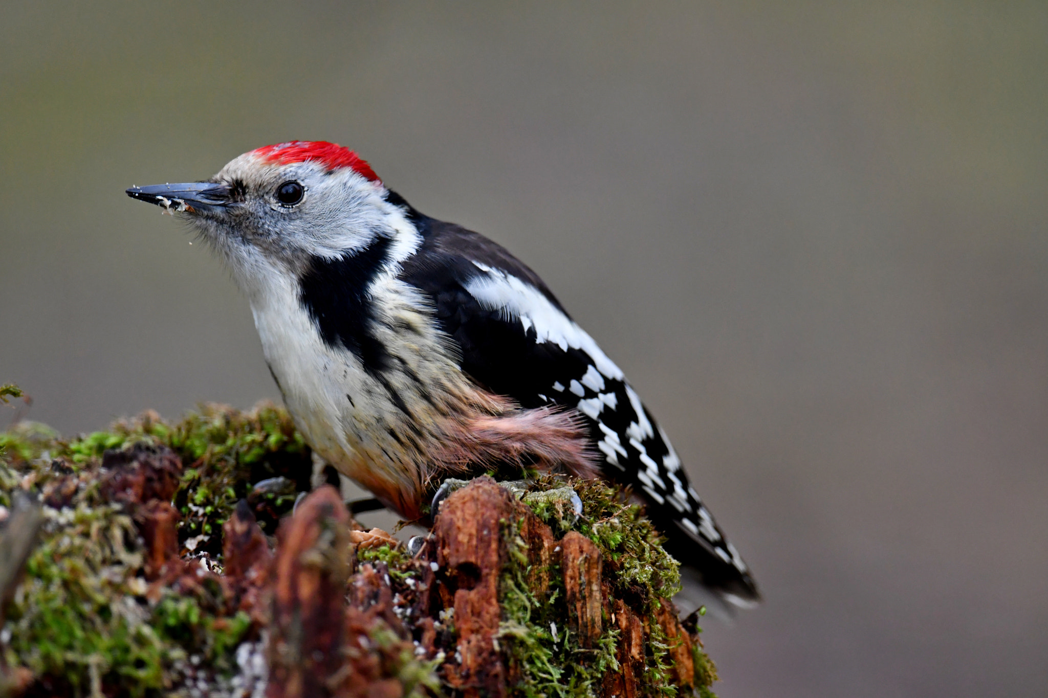 Nikon AF-S Nikkor 600mm F4G ED VR sample photo. Middle spotted woodpecker photography