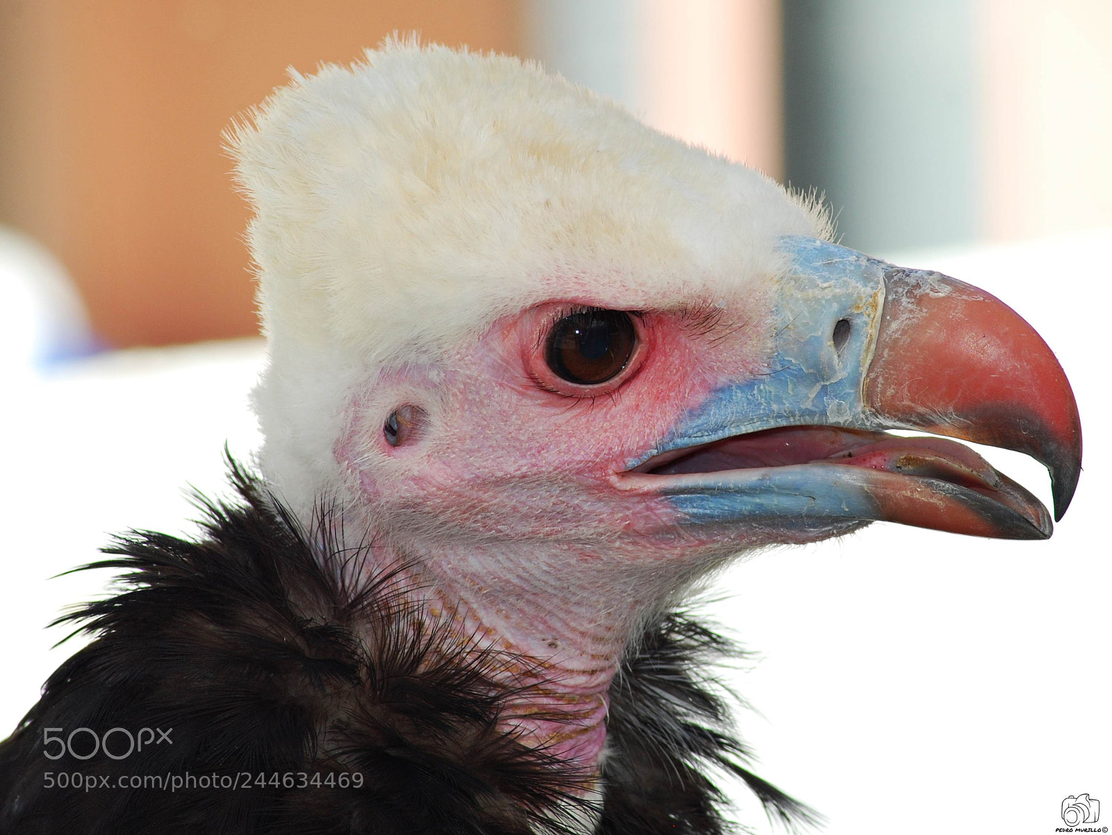 Nikon D60 sample photo. Buitre de cabeza blanca photography