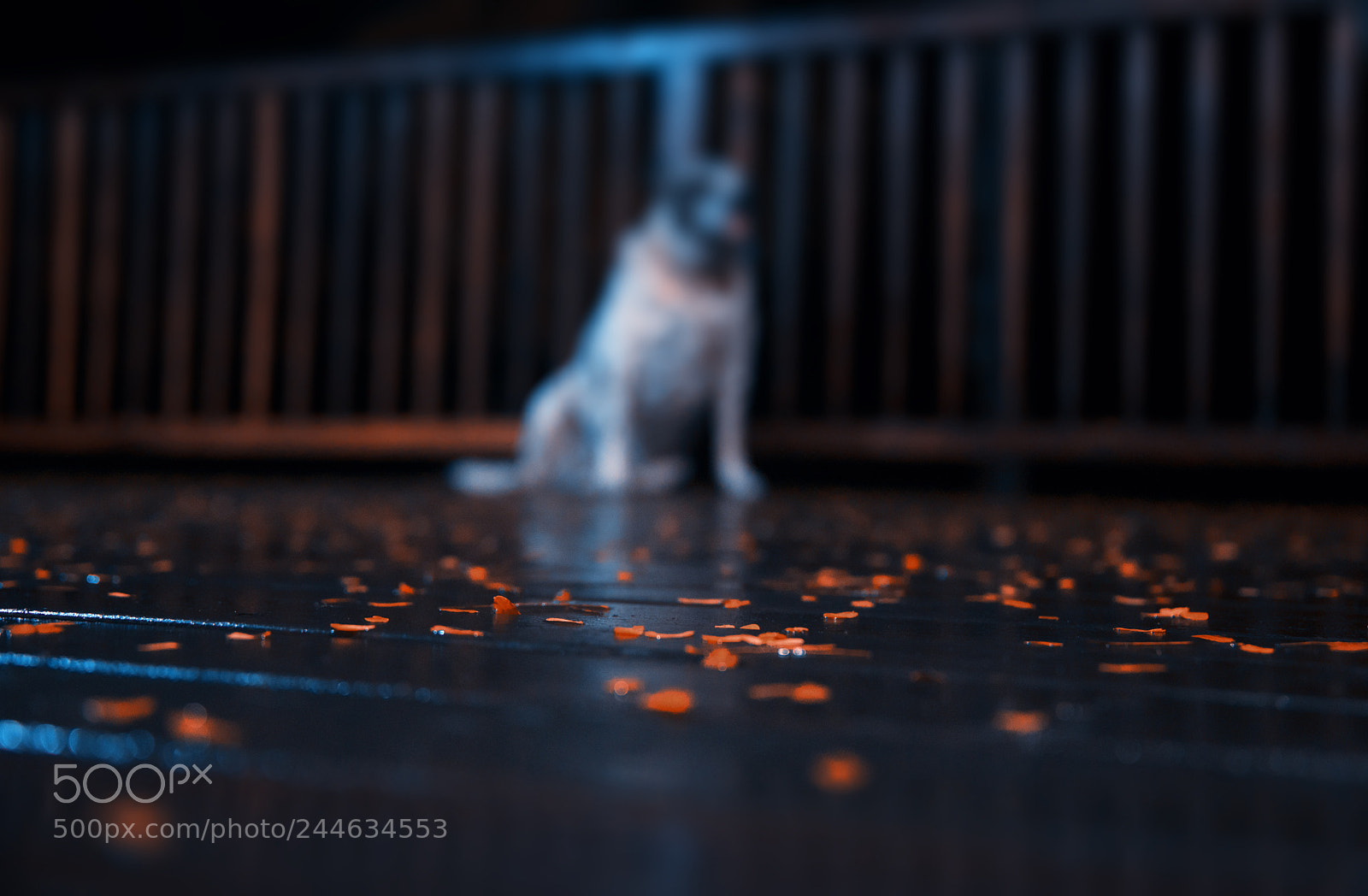 Nikon D610 sample photo. One windy night photography