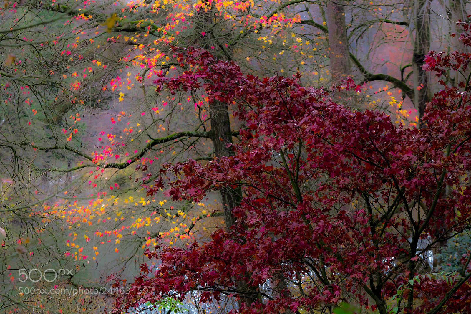 Olympus OM-D E-M10 II sample photo. Fôret d'automne photography