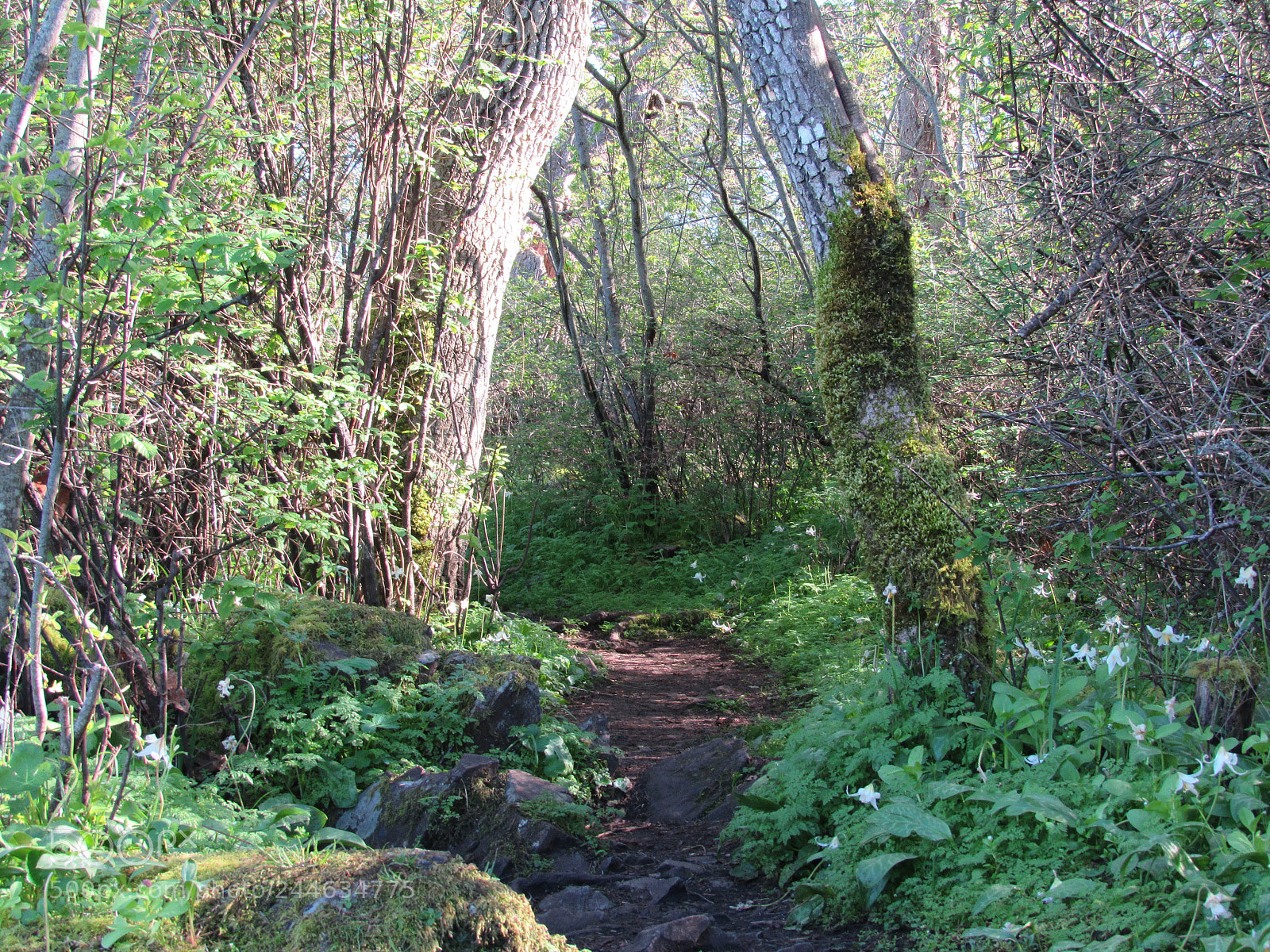 Canon PowerShot SX520 HS sample photo. Fairy woodland photography