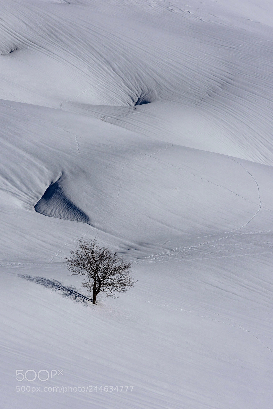 Nikon D7200 sample photo. Lonely tree photography