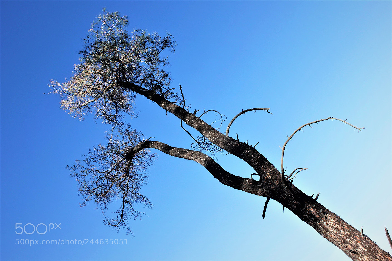 Canon EOS 550D (EOS Rebel T2i / EOS Kiss X4) sample photo. Blue tree photography