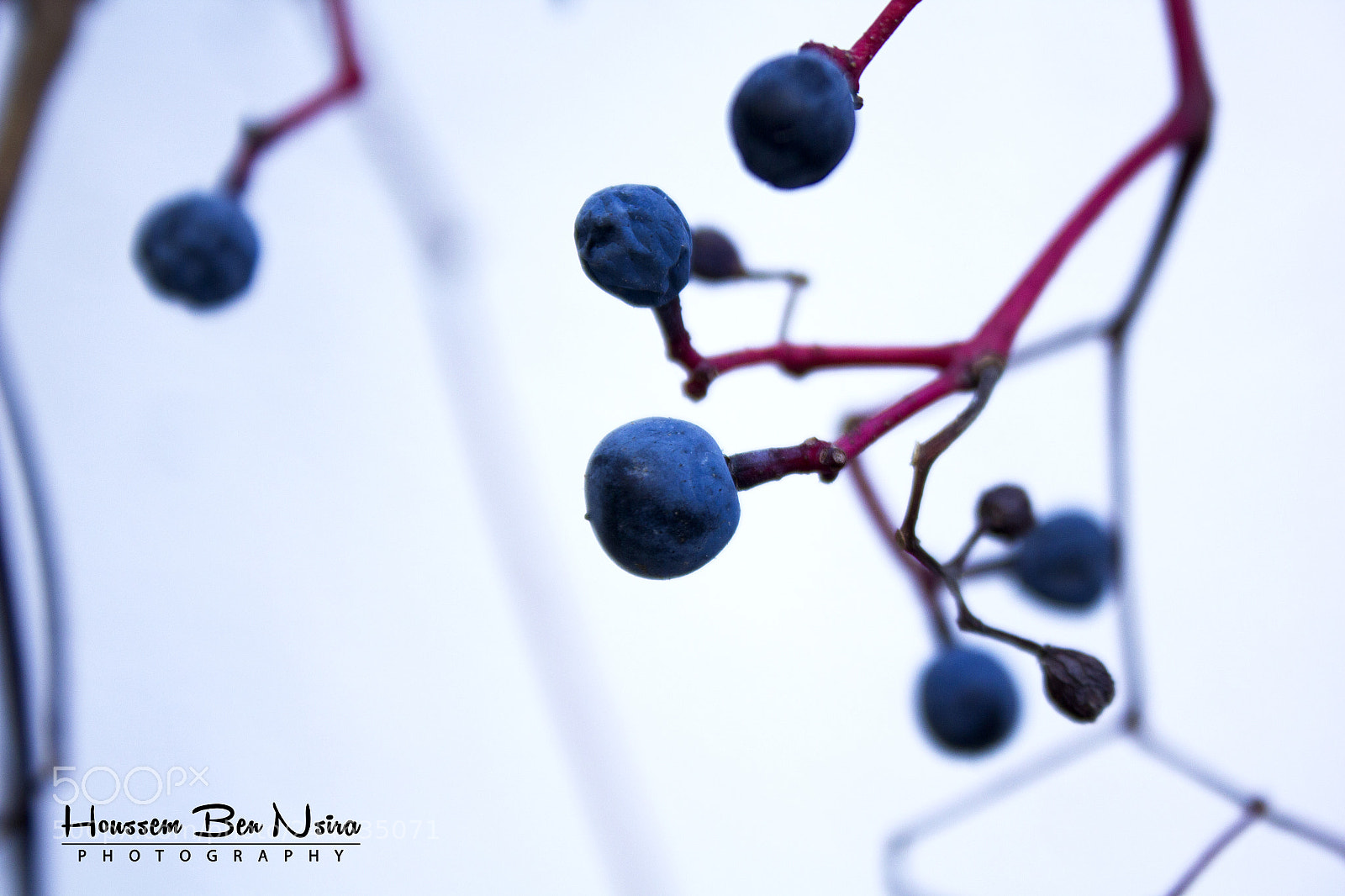 Canon EOS 550D (EOS Rebel T2i / EOS Kiss X4) sample photo. Life and death photography