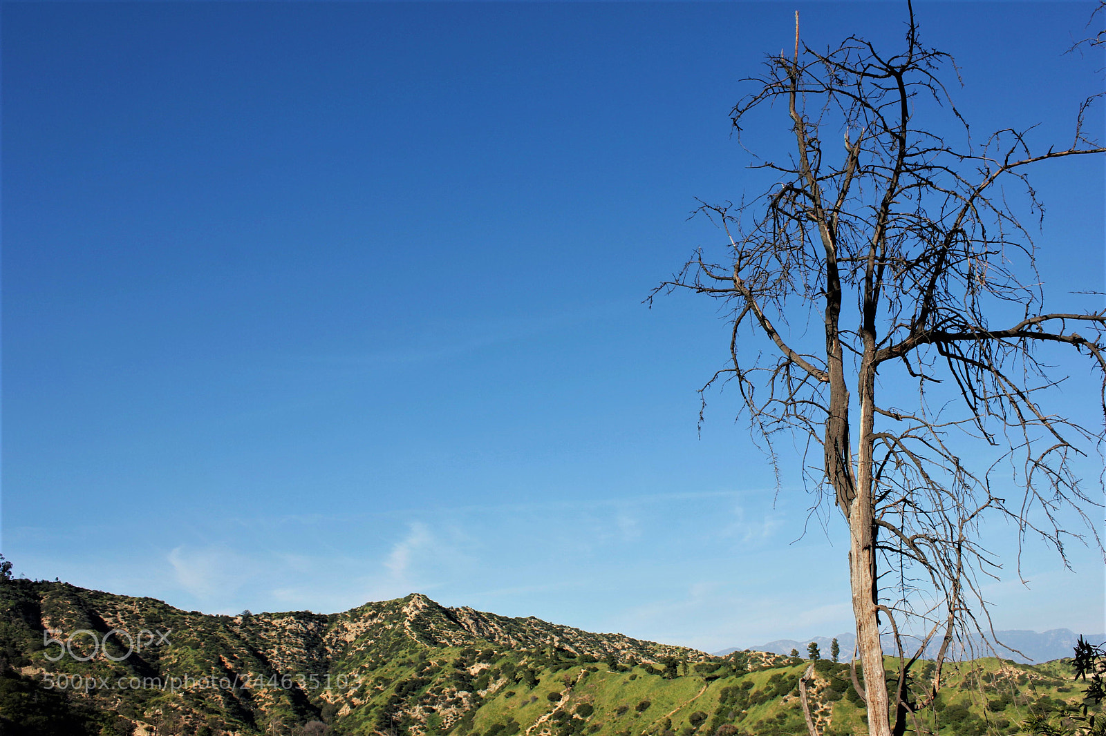 Canon EOS 550D (EOS Rebel T2i / EOS Kiss X4) sample photo. Alone tree photography