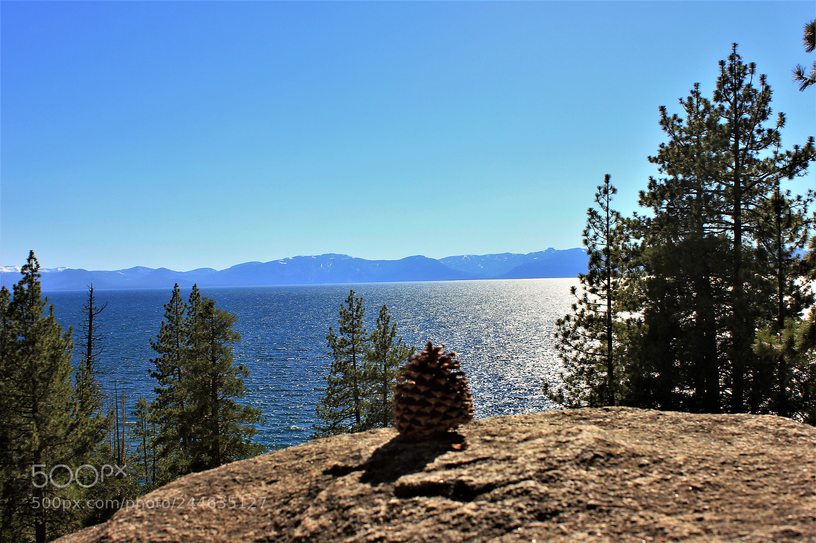 Canon EOS 550D (EOS Rebel T2i / EOS Kiss X4) sample photo. Pine view to trees photography