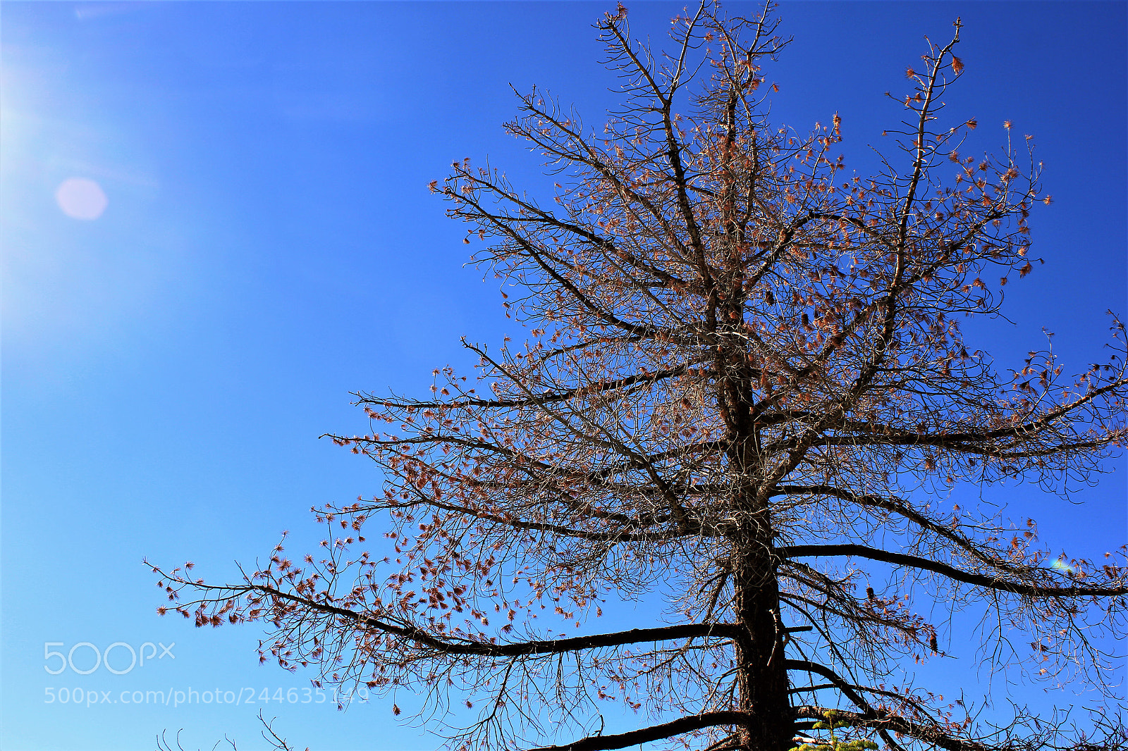 Canon EOS 550D (EOS Rebel T2i / EOS Kiss X4) sample photo. Tree up to sky photography