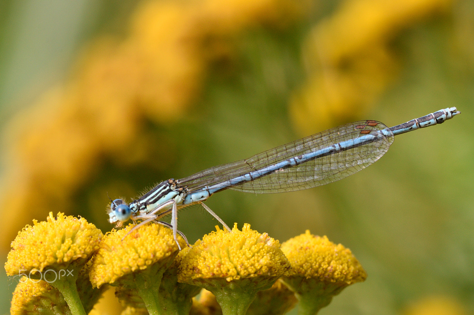 Sigma 105mm F2.8 EX DG Macro sample photo. Say "cheese" photography