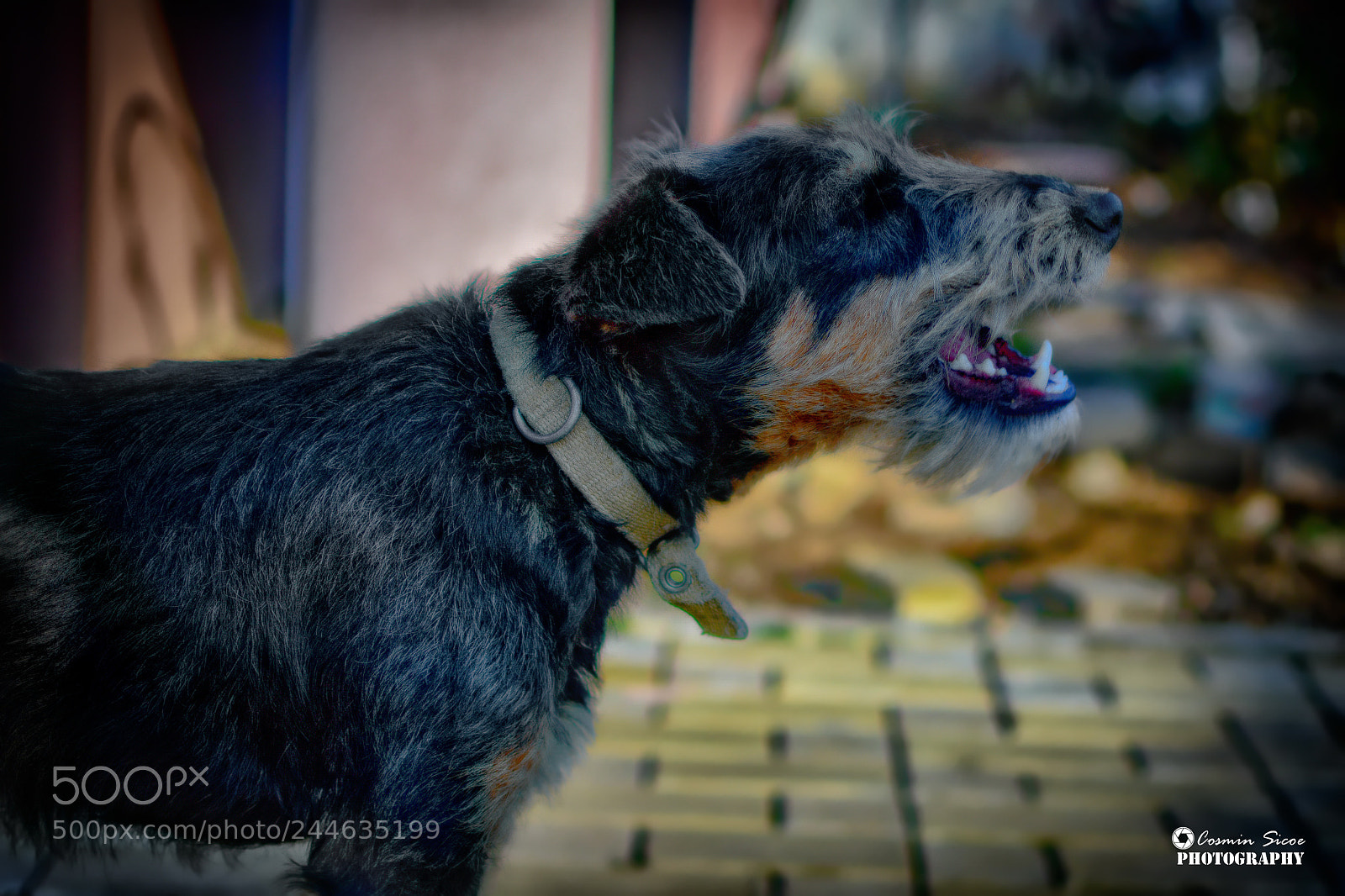 Nikon D5600 sample photo. Guarding dog in action photography