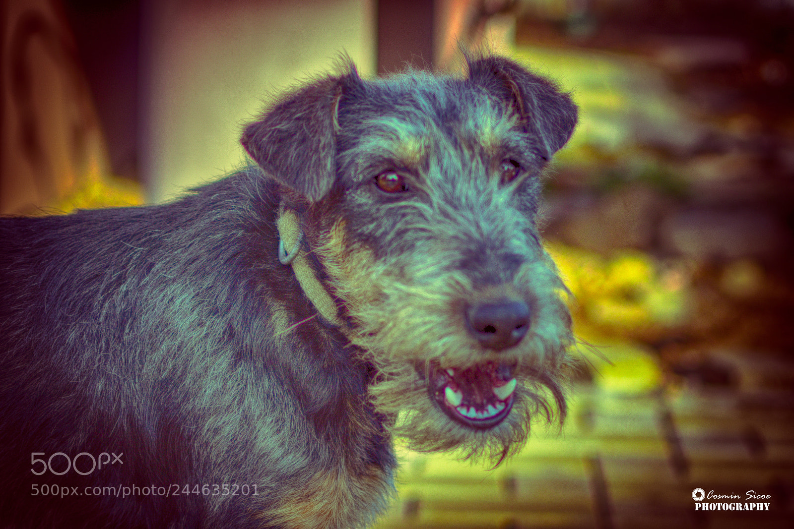 Nikon D5600 sample photo. Guarding dog photography