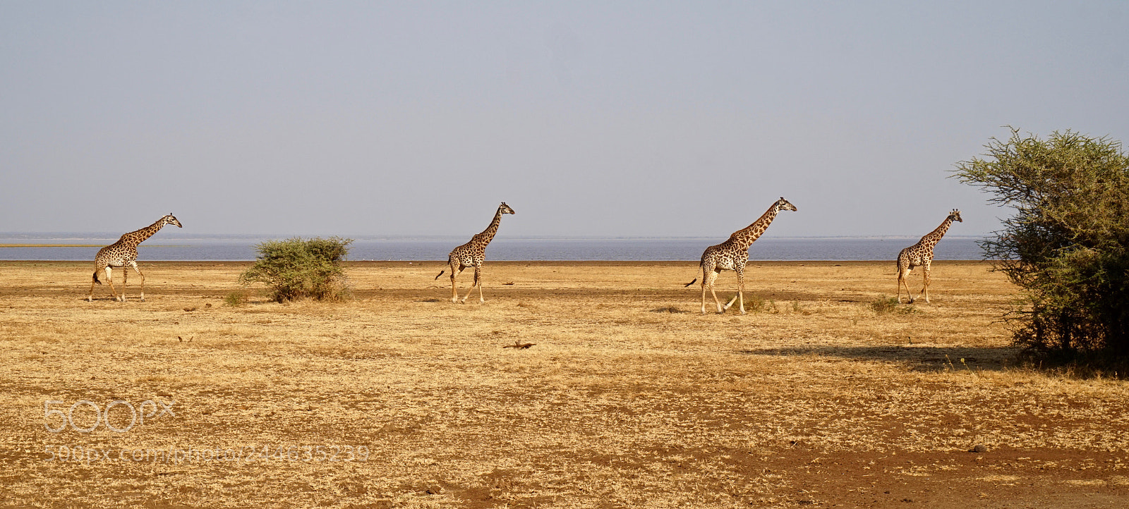 Sony Alpha a5000 (ILCE 5000) sample photo. Giraffes at lake manyara photography
