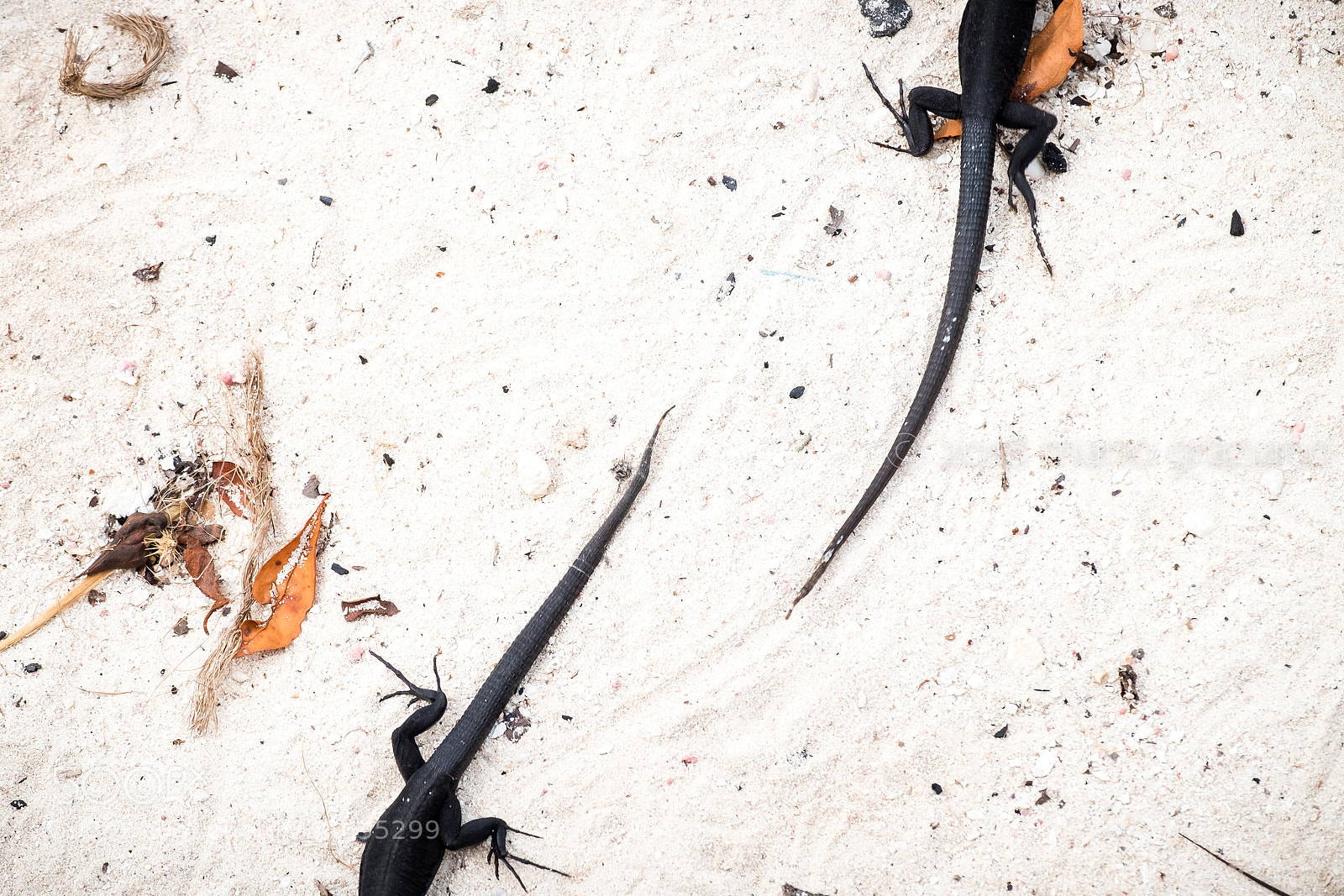 Fujifilm X-E2S sample photo. Lizards in cayo noronqui photography