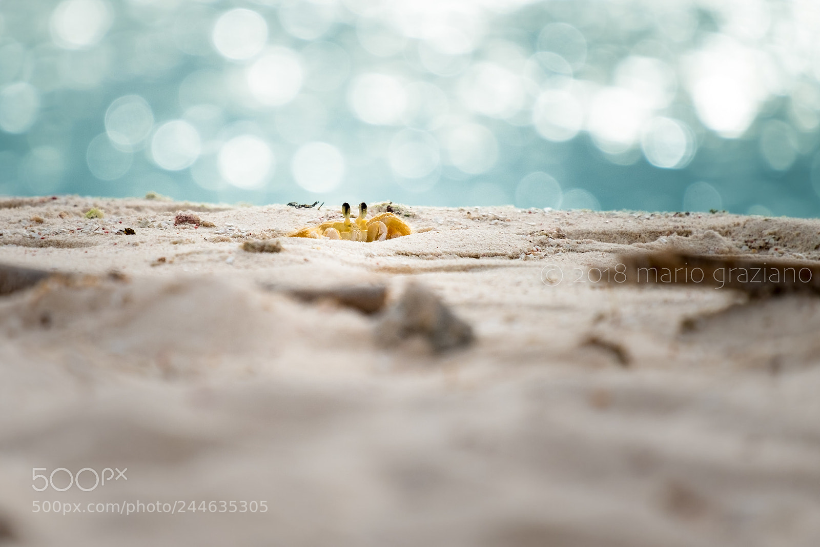 Fujifilm X-E2S sample photo. Crabs in cayo noronqui photography