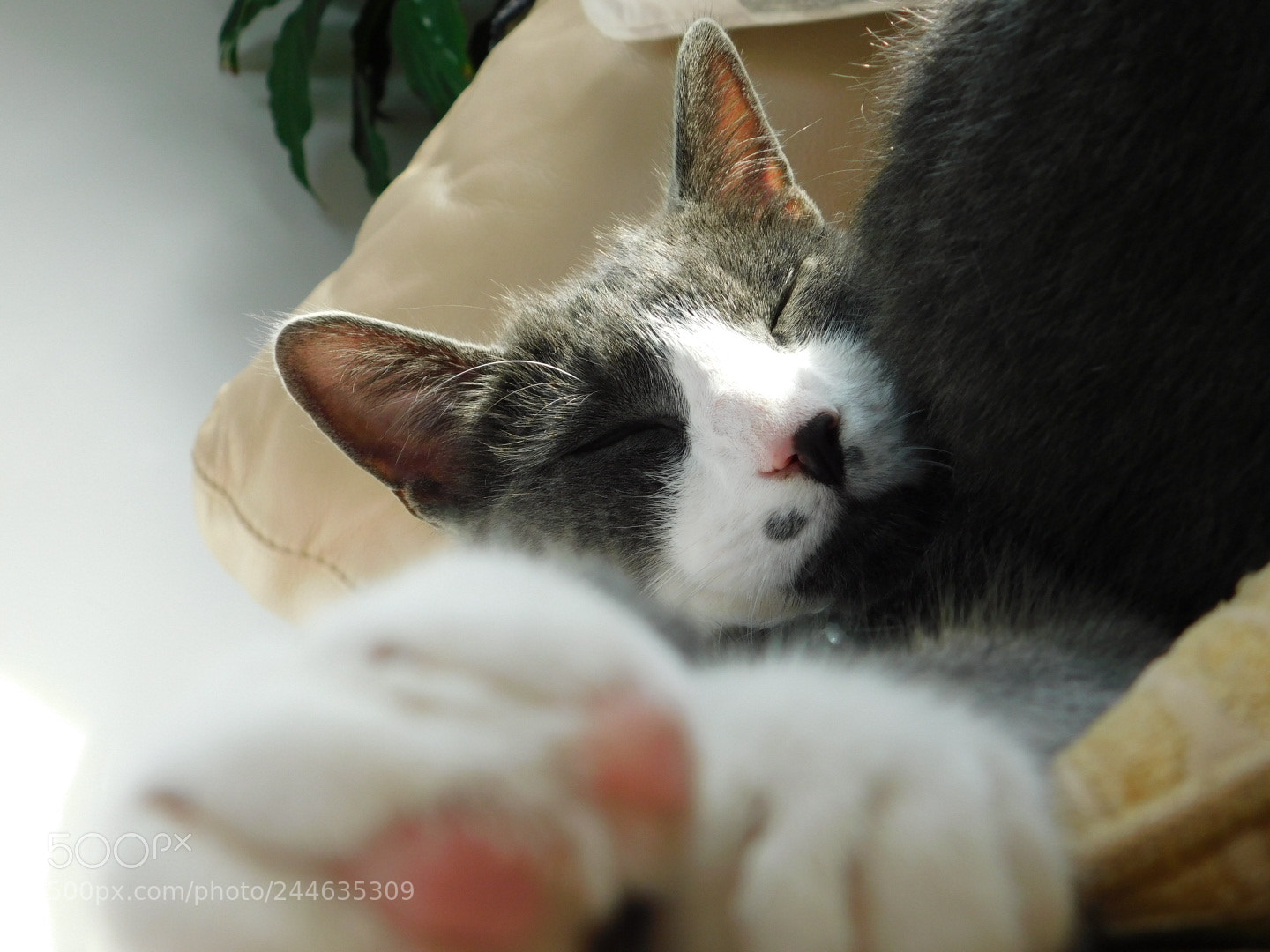 Nikon Coolpix B500 sample photo. Sleeping beauty photography