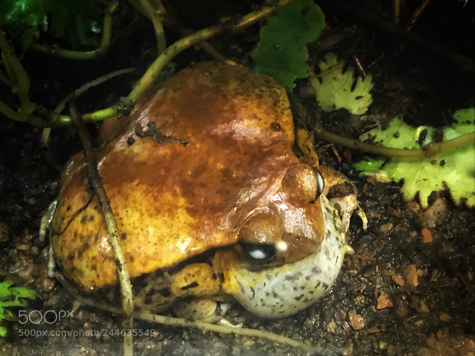 Apple iPhone 7 sample photo. Sambava tomato frog photography