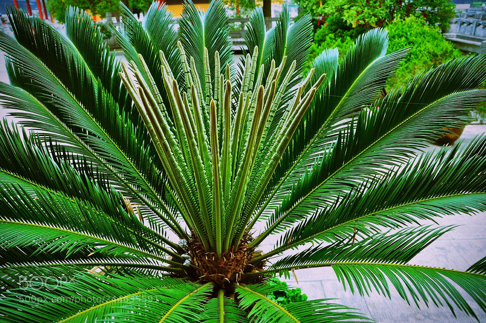 Nikon D90 sample photo. Just a plant photography