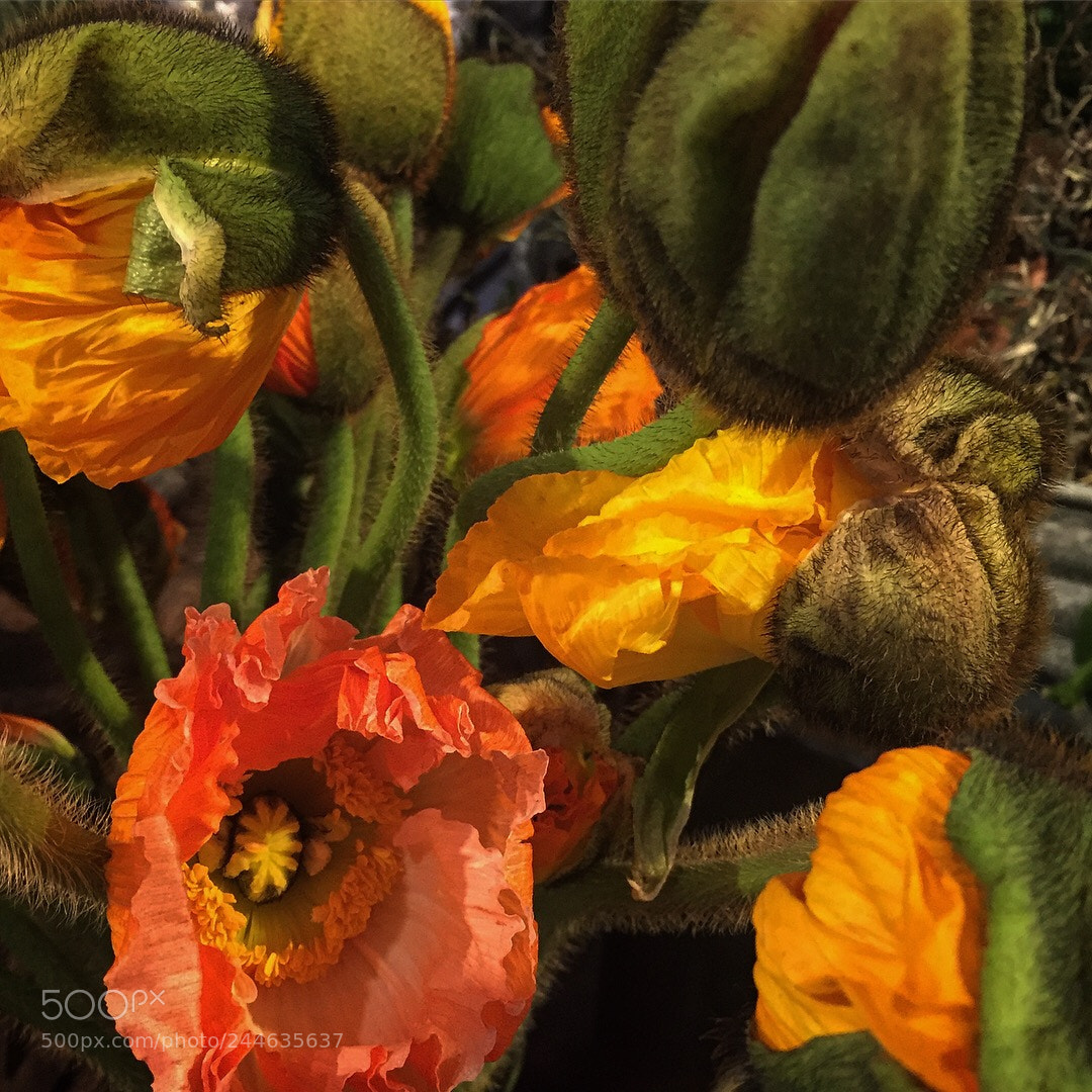 Apple iPhone 6 sample photo. Papaver photography