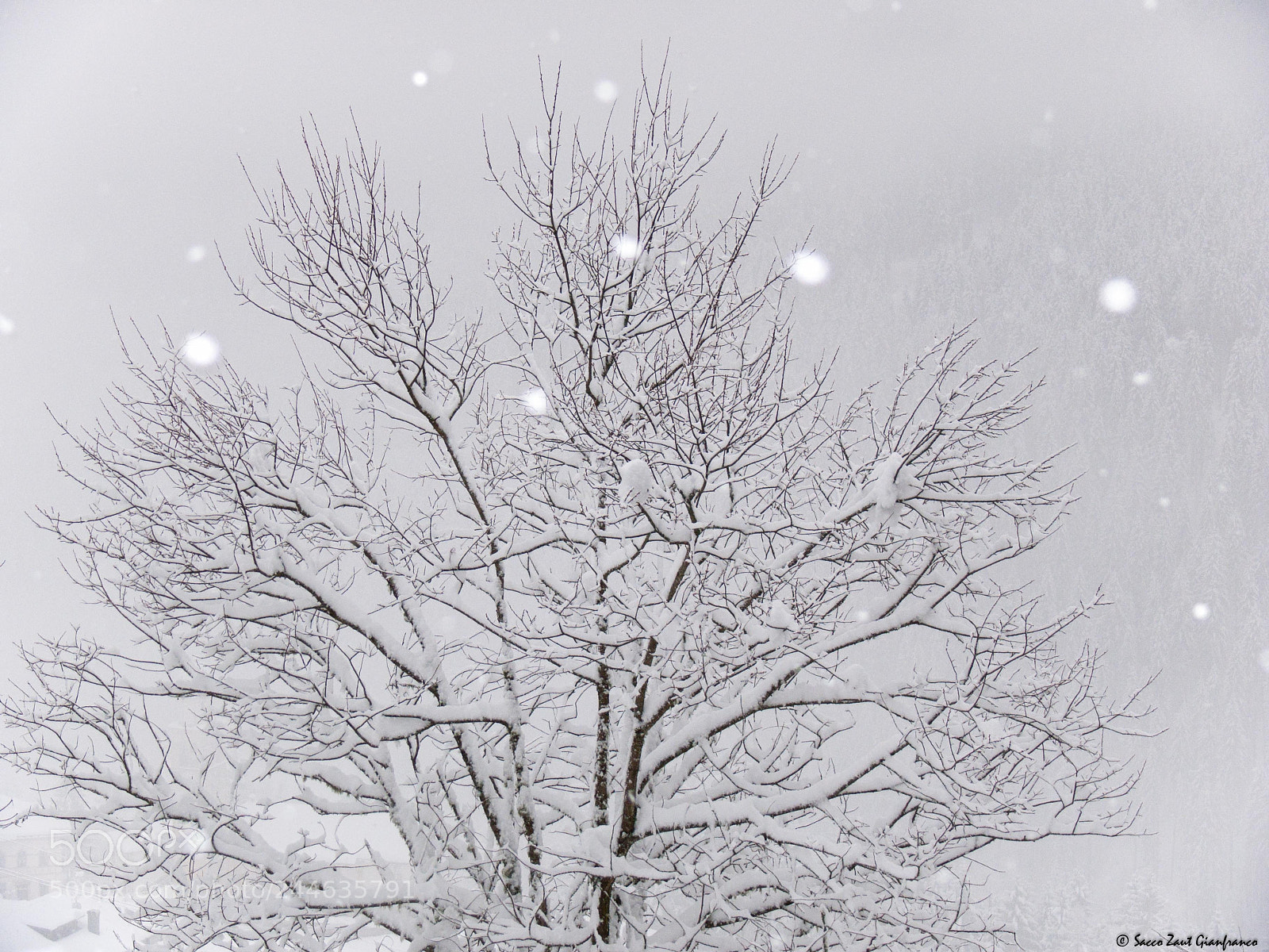 Leica V-LUX 1 sample photo. Snowtree photography
