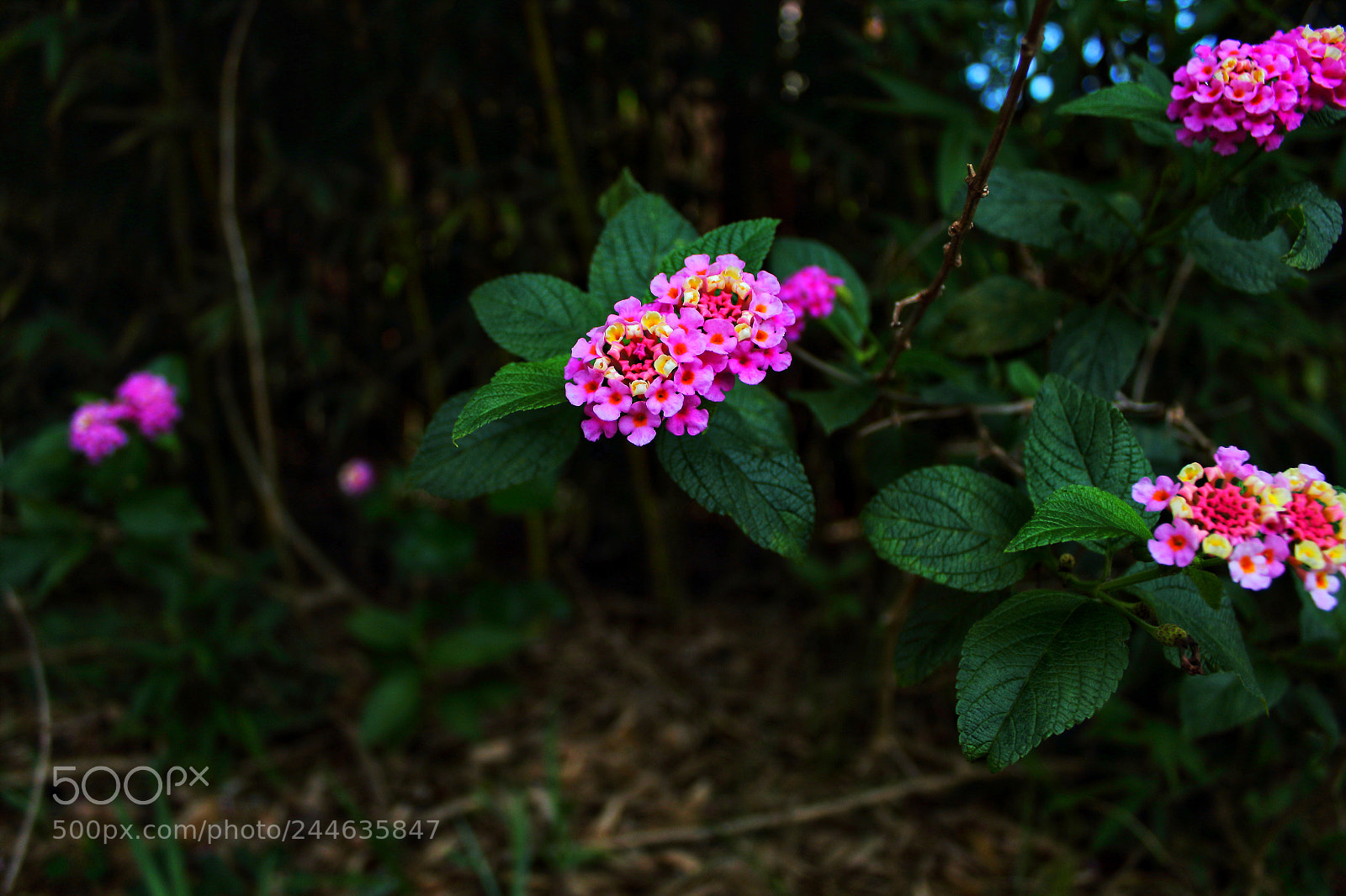 Canon EOS 1200D (EOS Rebel T5 / EOS Kiss X70 / EOS Hi) sample photo. Jardim photography