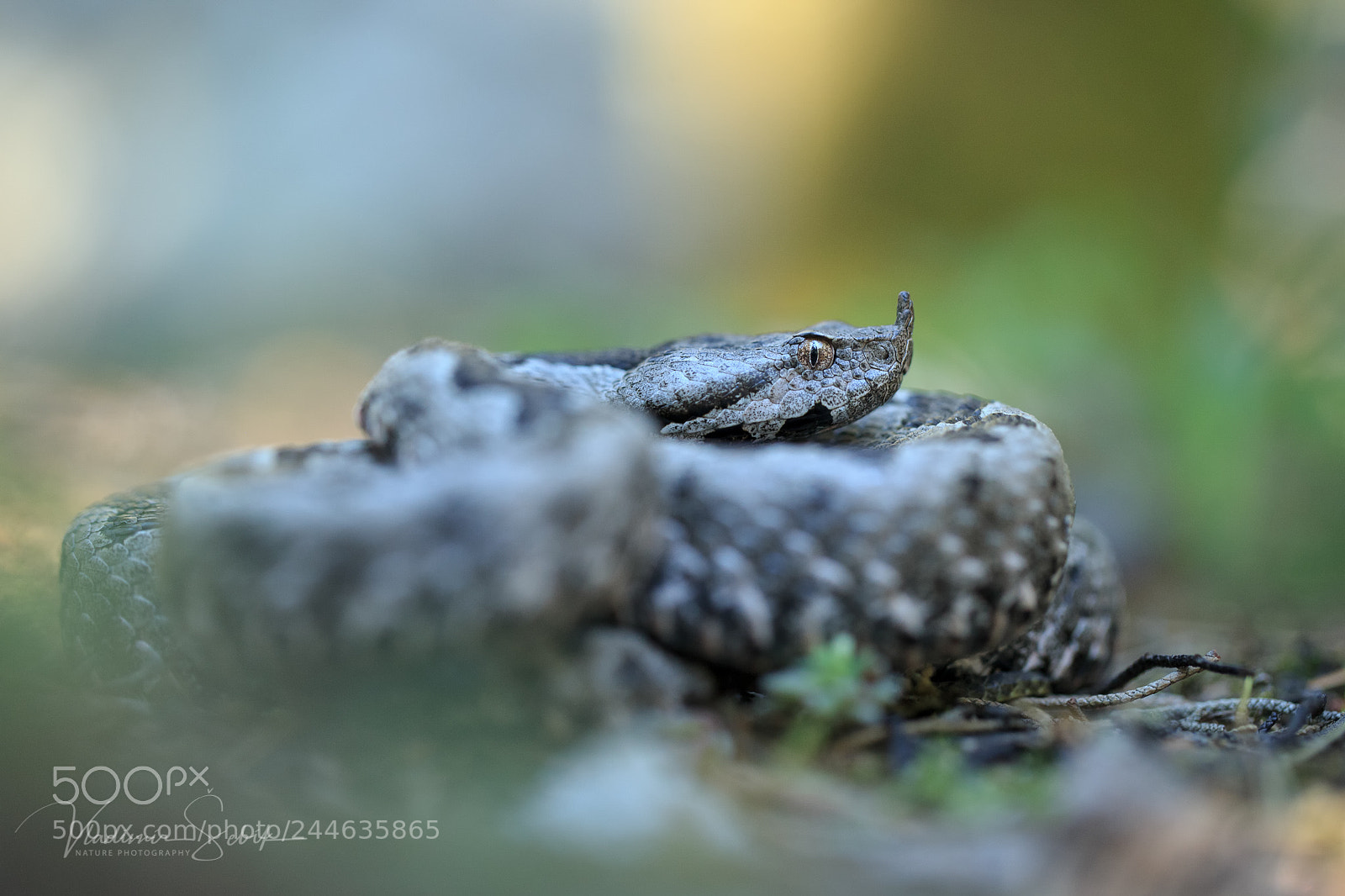 Canon EOS-1D X sample photo. Close-up (vipera ammodytes) photography