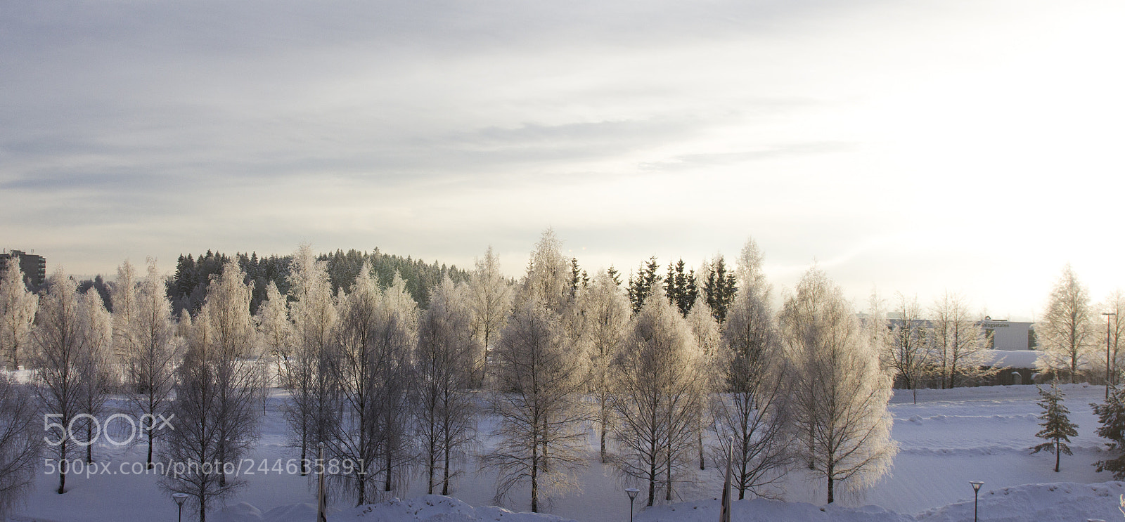 Canon EOS 60D sample photo. White trees photography
