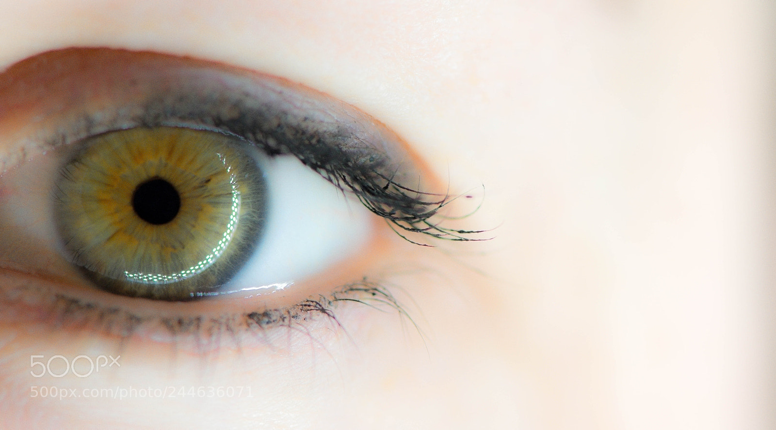 Nikon D7200 sample photo. Green eyes photography