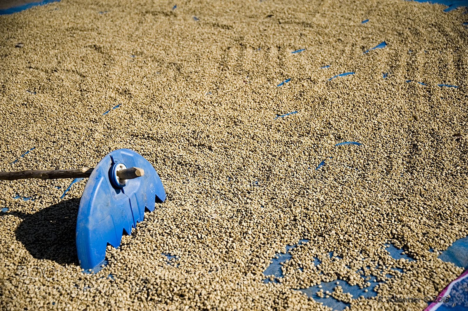 Nikon D700 sample photo. Drying coffee grain photography