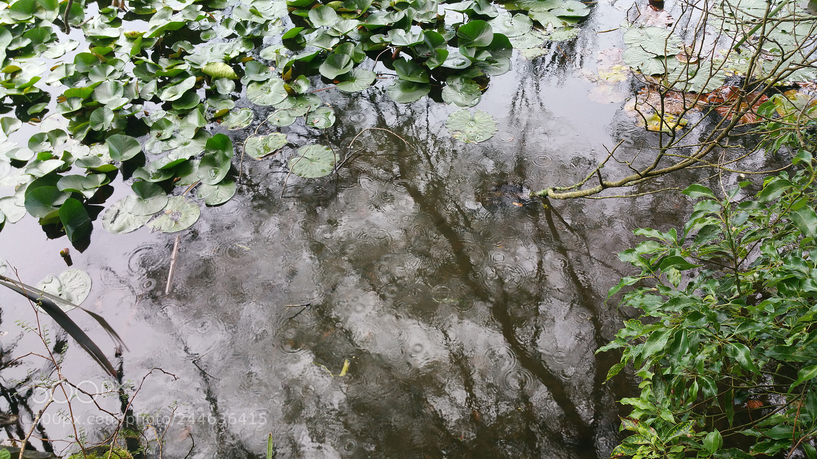 Samsung Galaxy Note4 sample photo. Rain drops photography