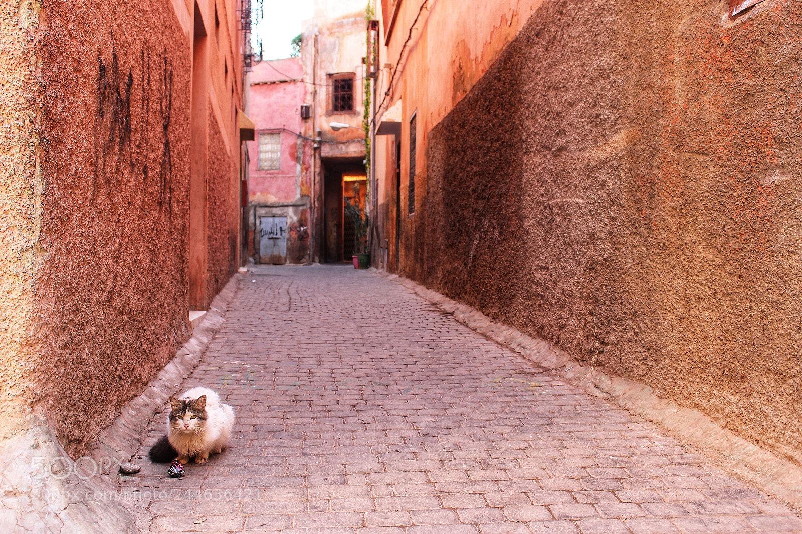 Canon EOS 100D (EOS Rebel SL1 / EOS Kiss X7) sample photo. Red right cat ? photography