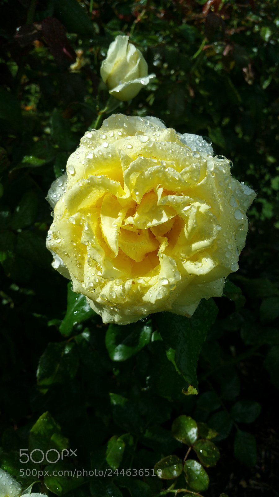 Samsung Galaxy Note4 sample photo. Rain drops on roses.... photography