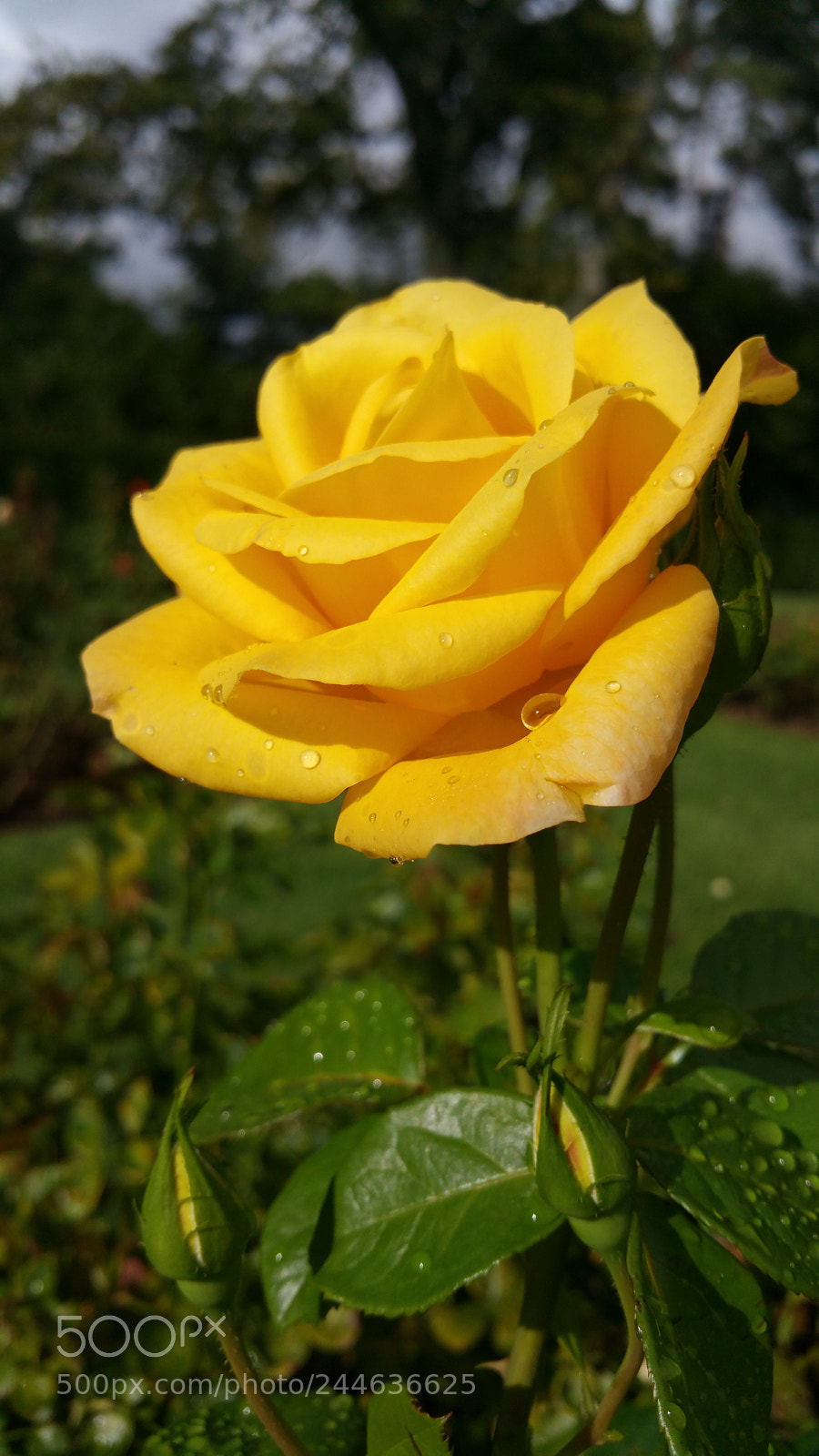 Samsung Galaxy Note4 sample photo. Untitled photography