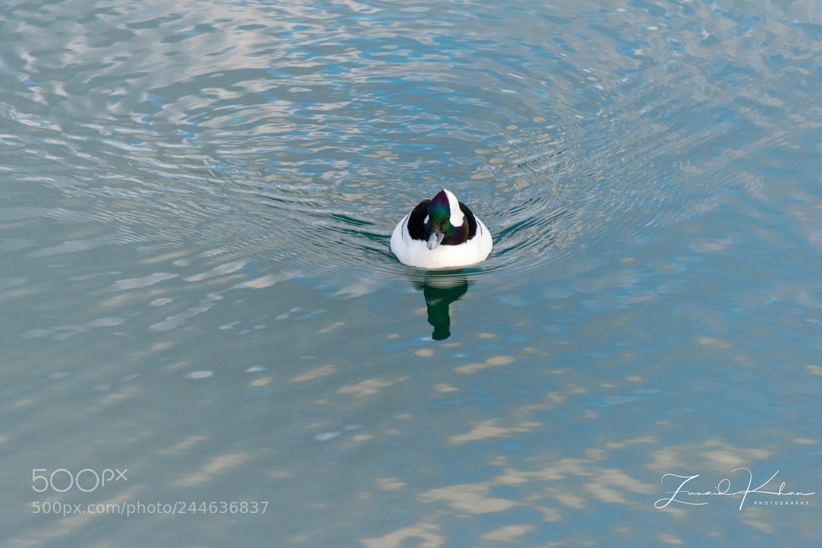 Nikon D3400 sample photo. Bufflehead photography