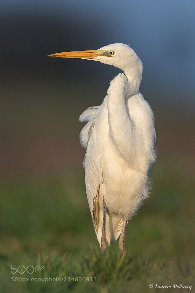 Nikon D500 sample photo. Aigrette photography